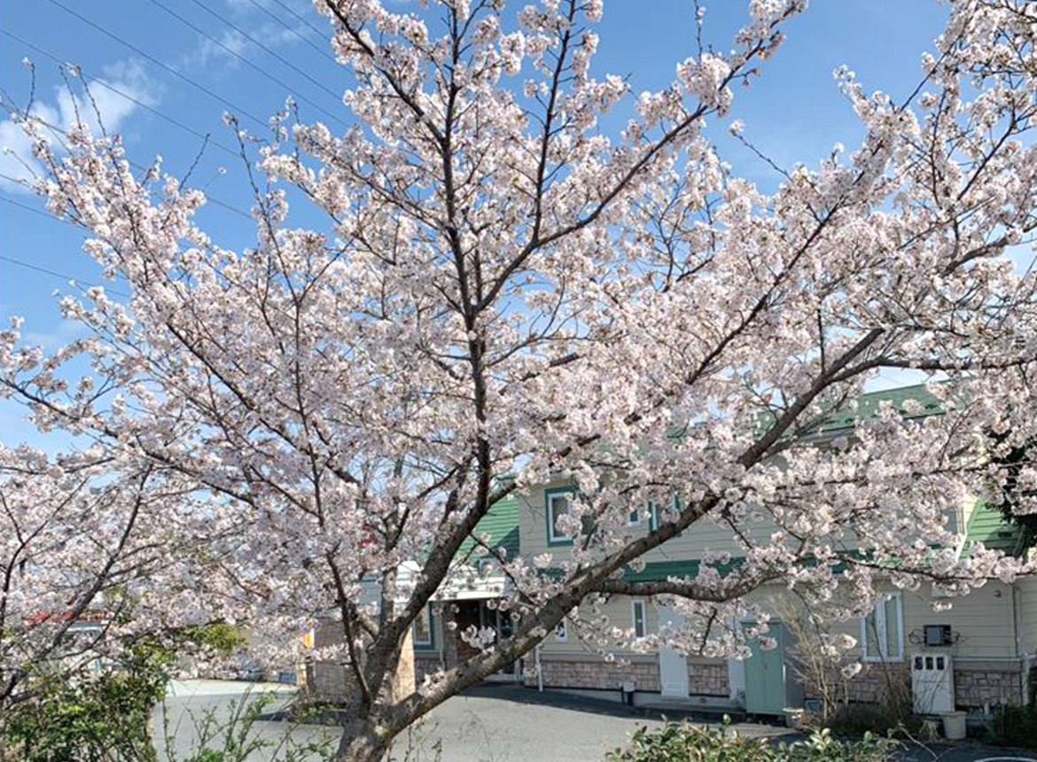 医療法人 野﨑クリニック　桜の木